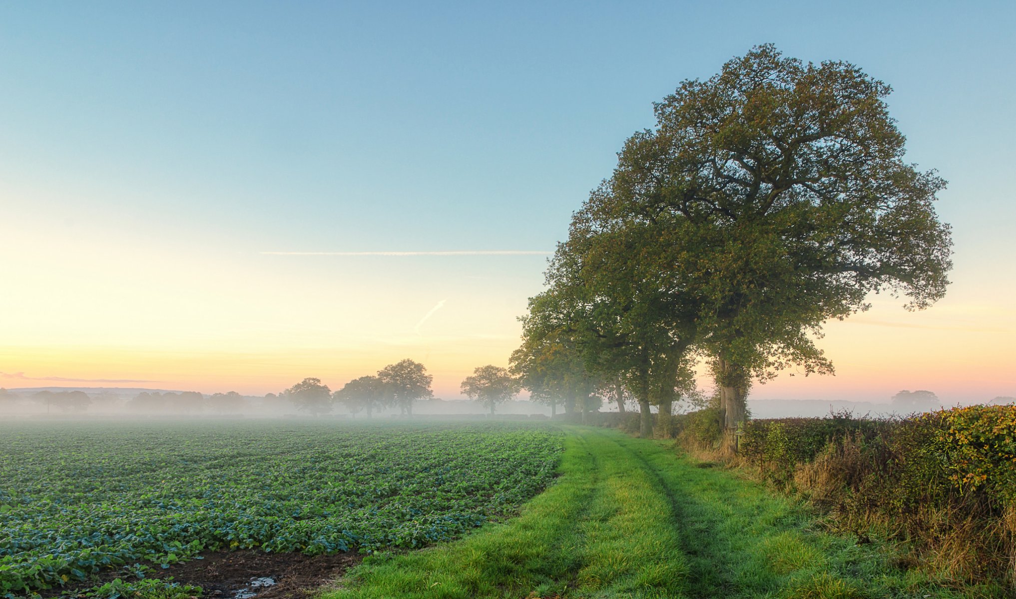 the field tree fog morning summer