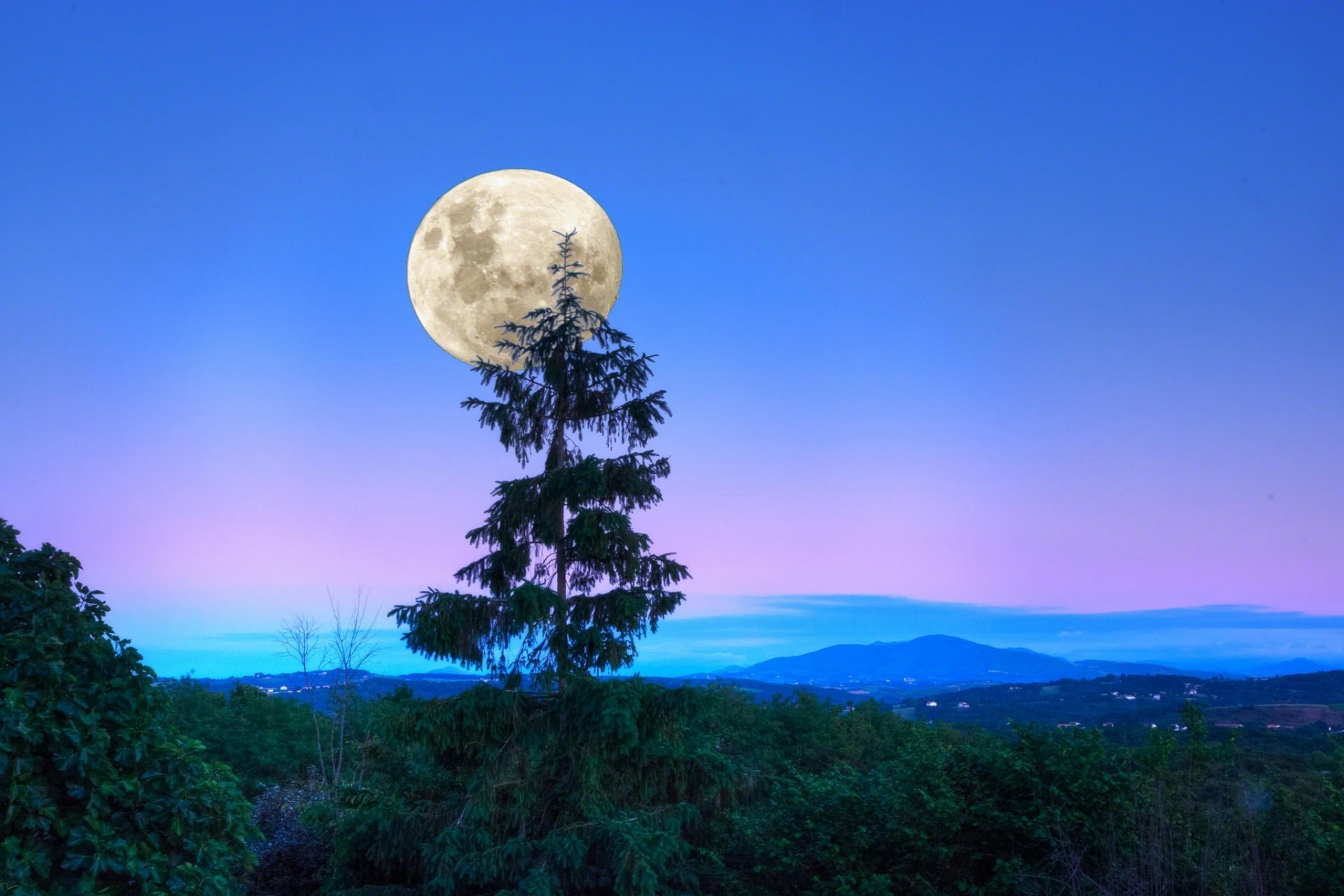 mond abend sumarki wald bäume landschaft