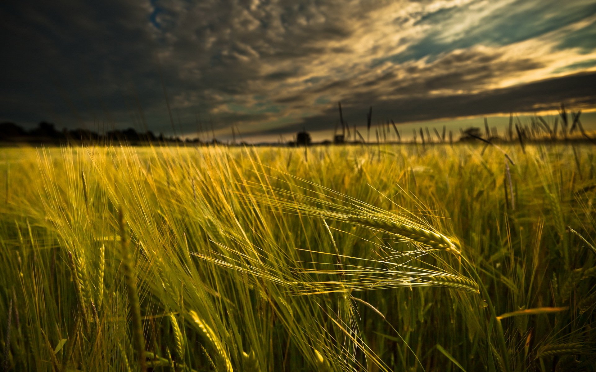 campo spighe paesaggio