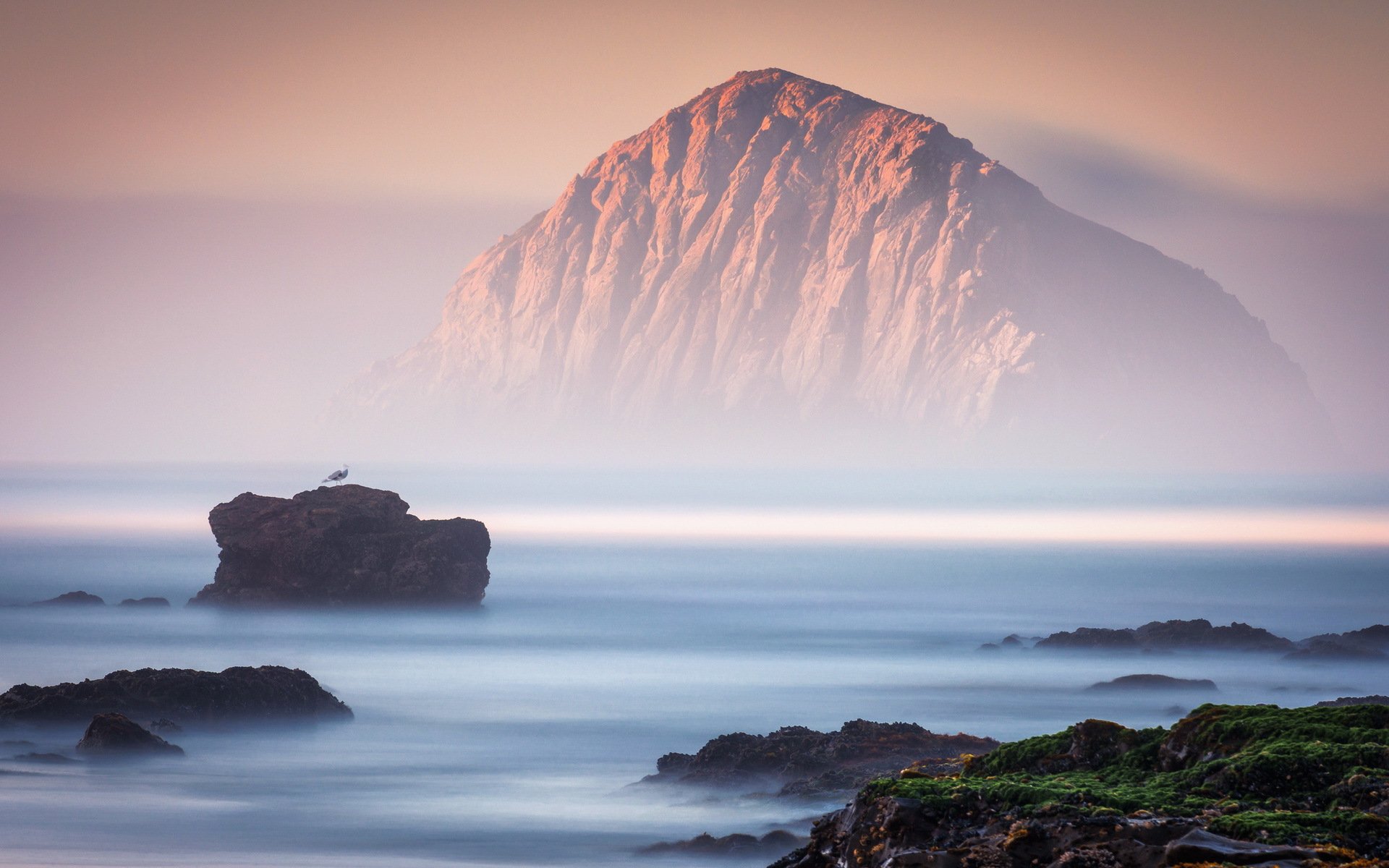 roches mer brouillard oiseau paysage