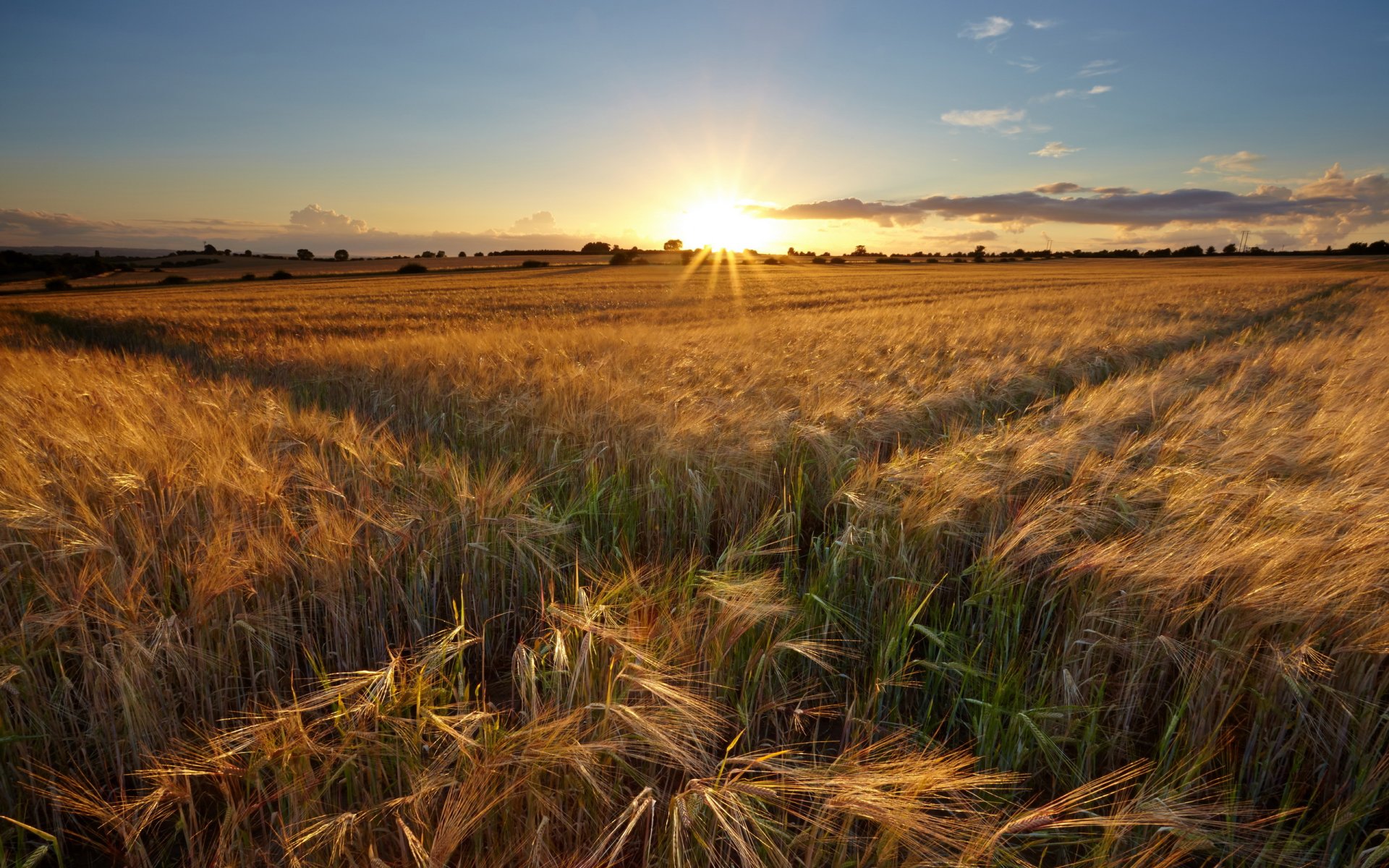 sonnenuntergang feld ohren landschaft