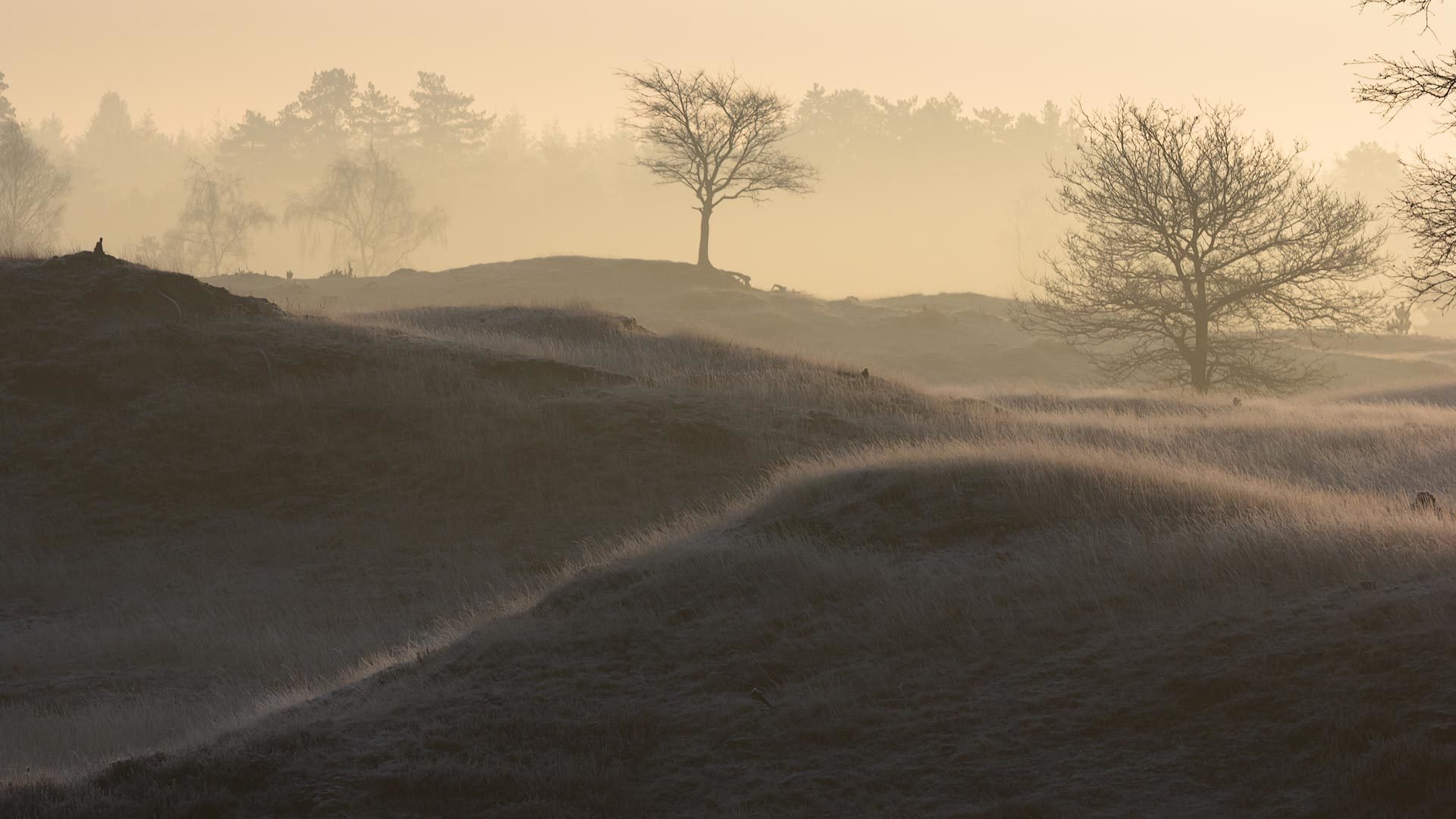 morning the field fog landscape