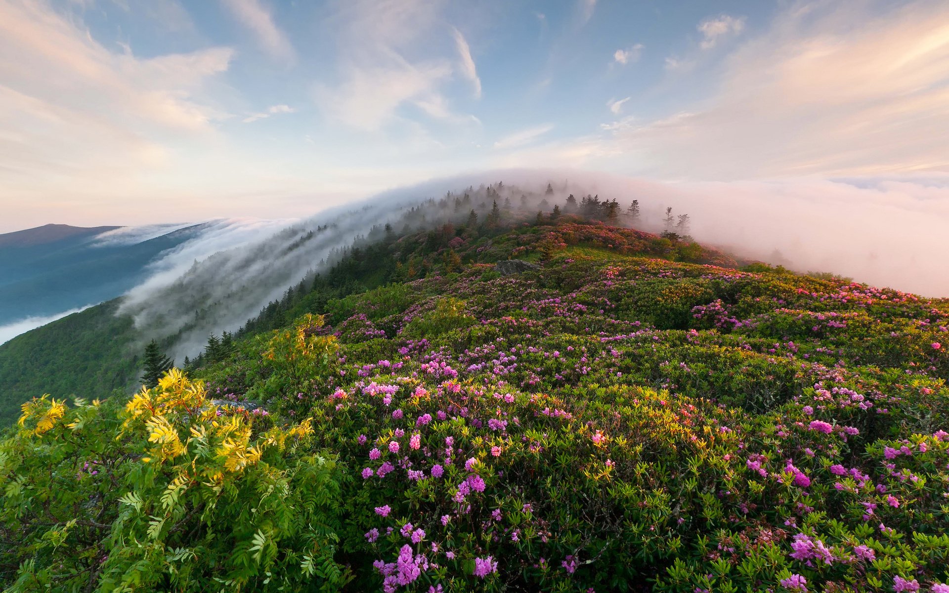 flores colina bosque nubes