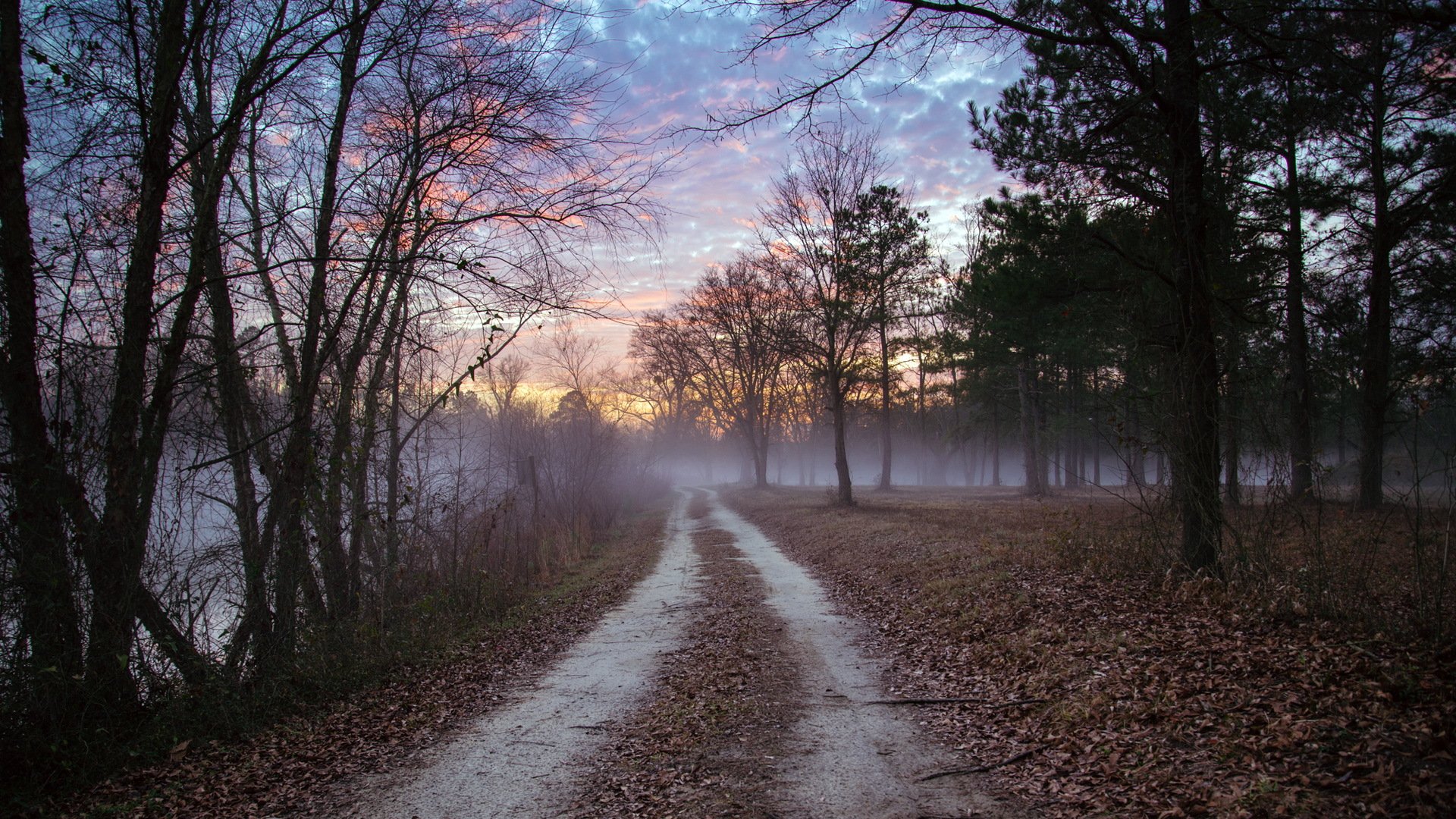 foresta strada paesaggio