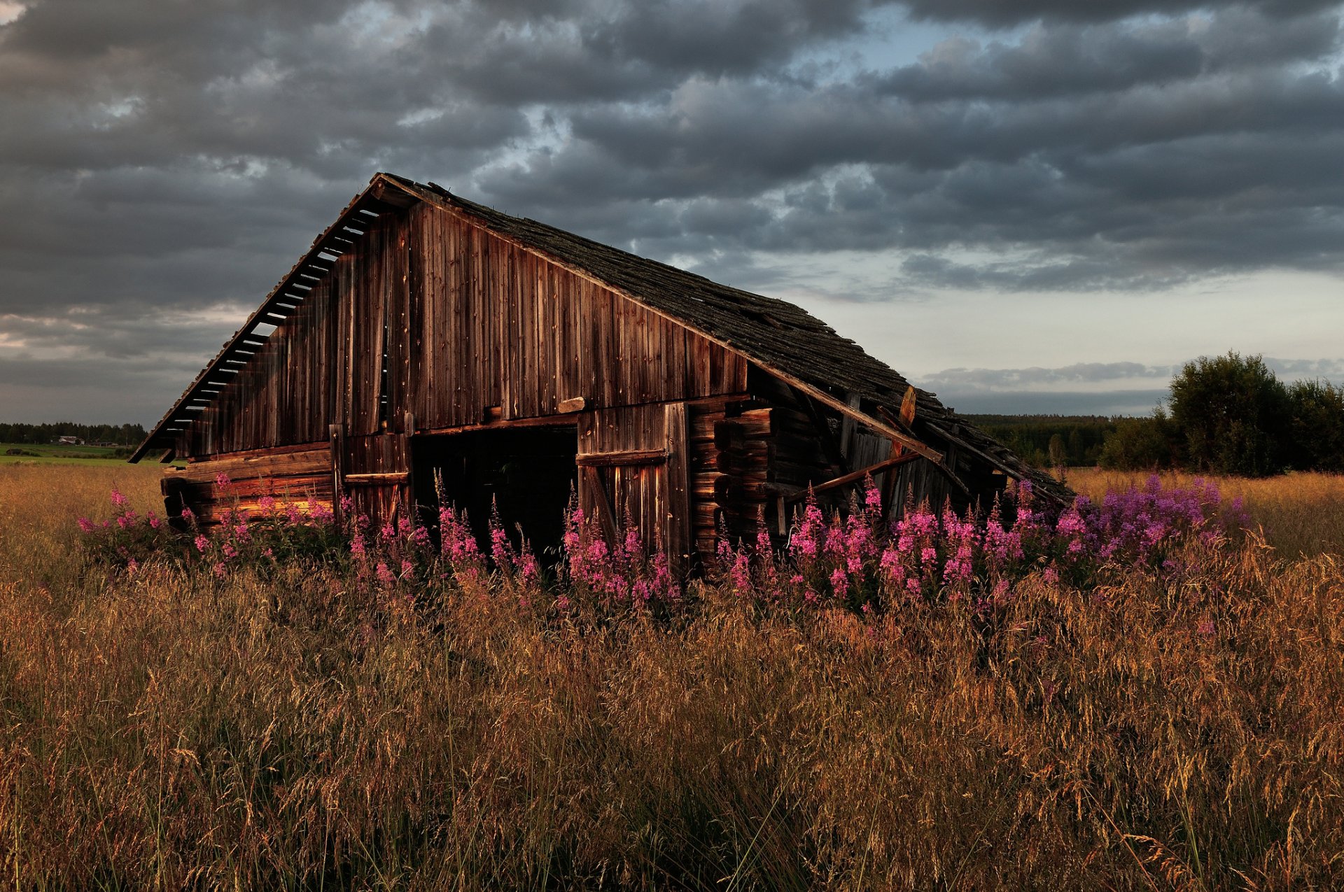 grass flower house the old abandoned