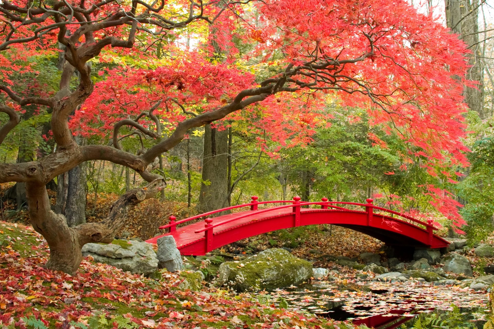 autumn park bridge fall season japanese garden