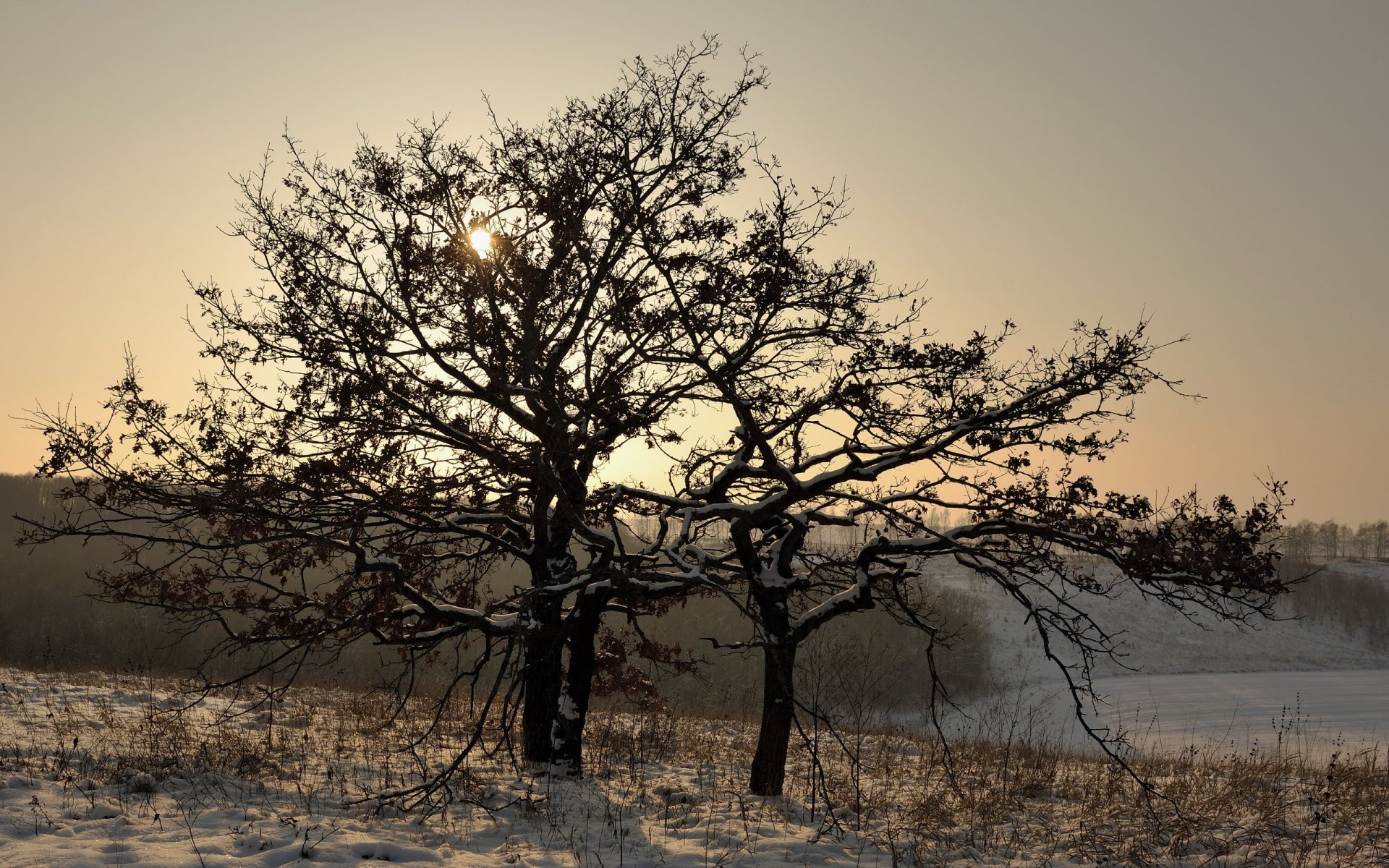 winter tree snow landscape