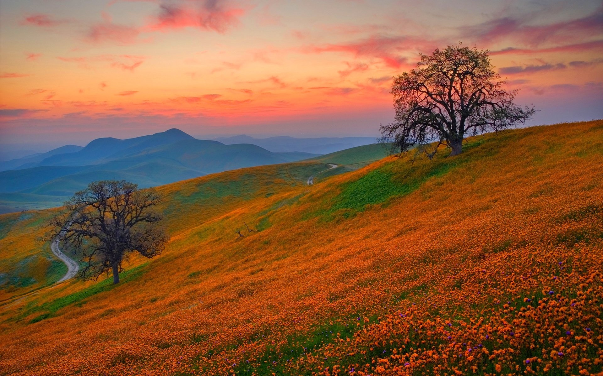 collines fleurs coucher de soleil