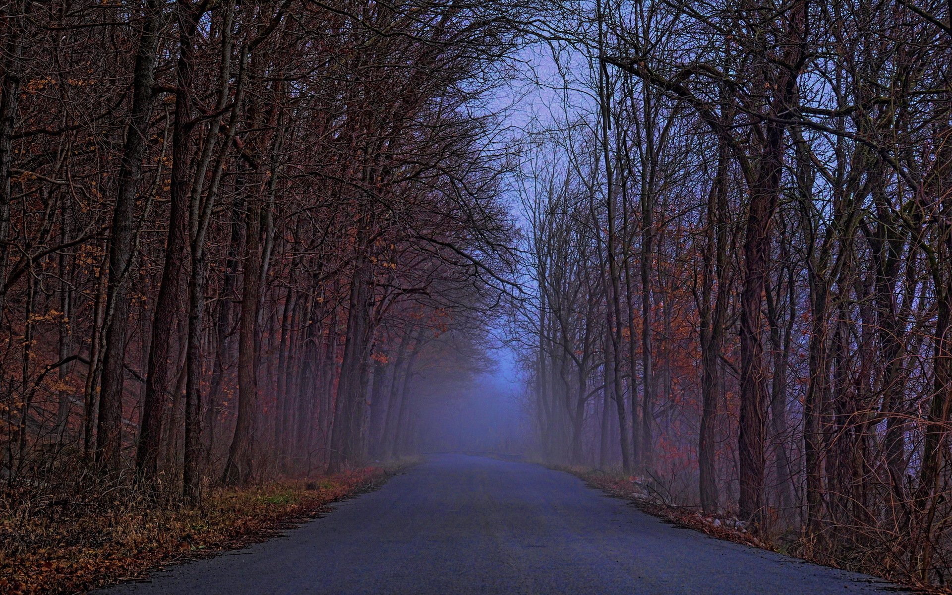 strada foresta paesaggio