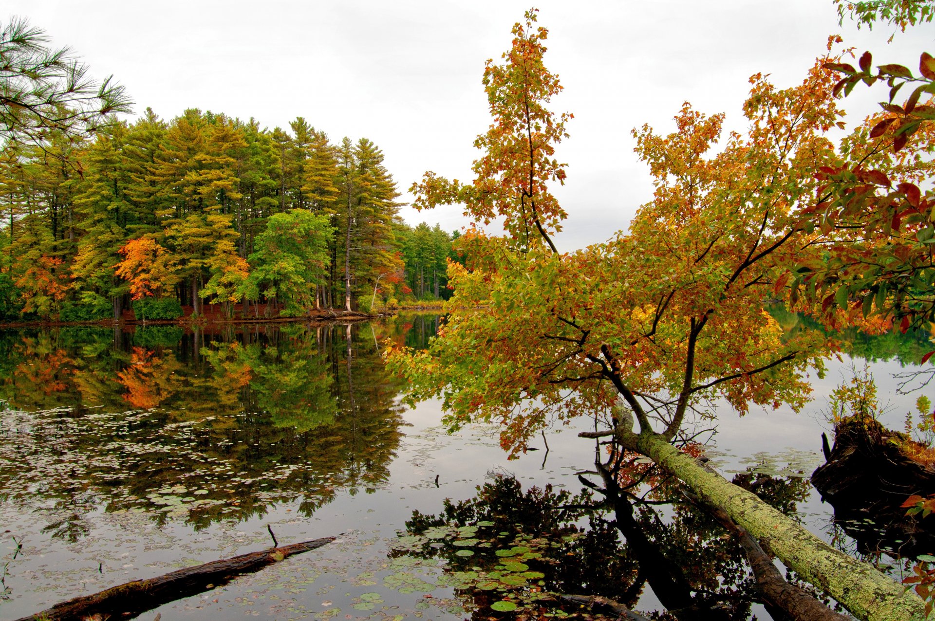 autunno fiume sponde alberi cielo