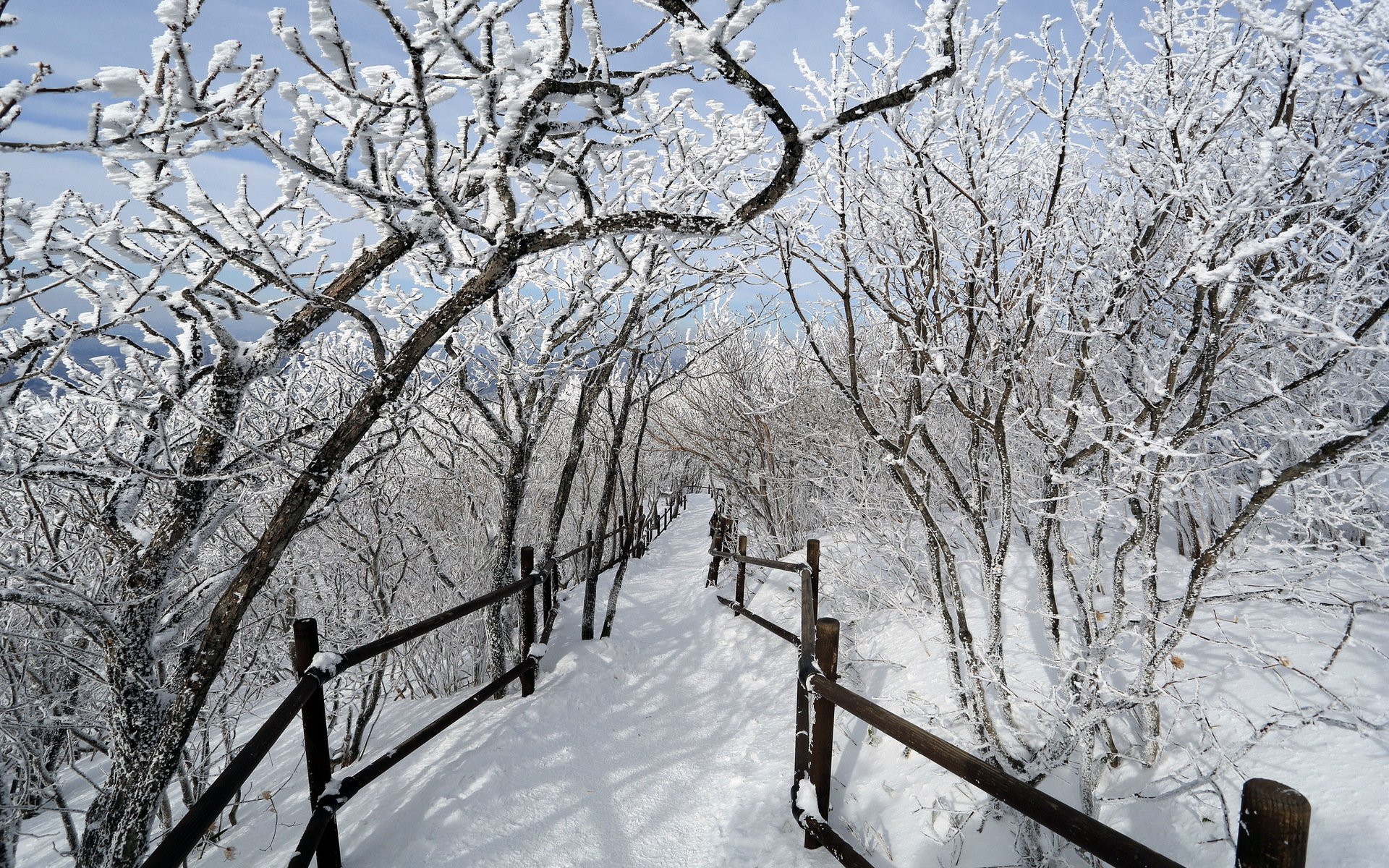 winter tree road