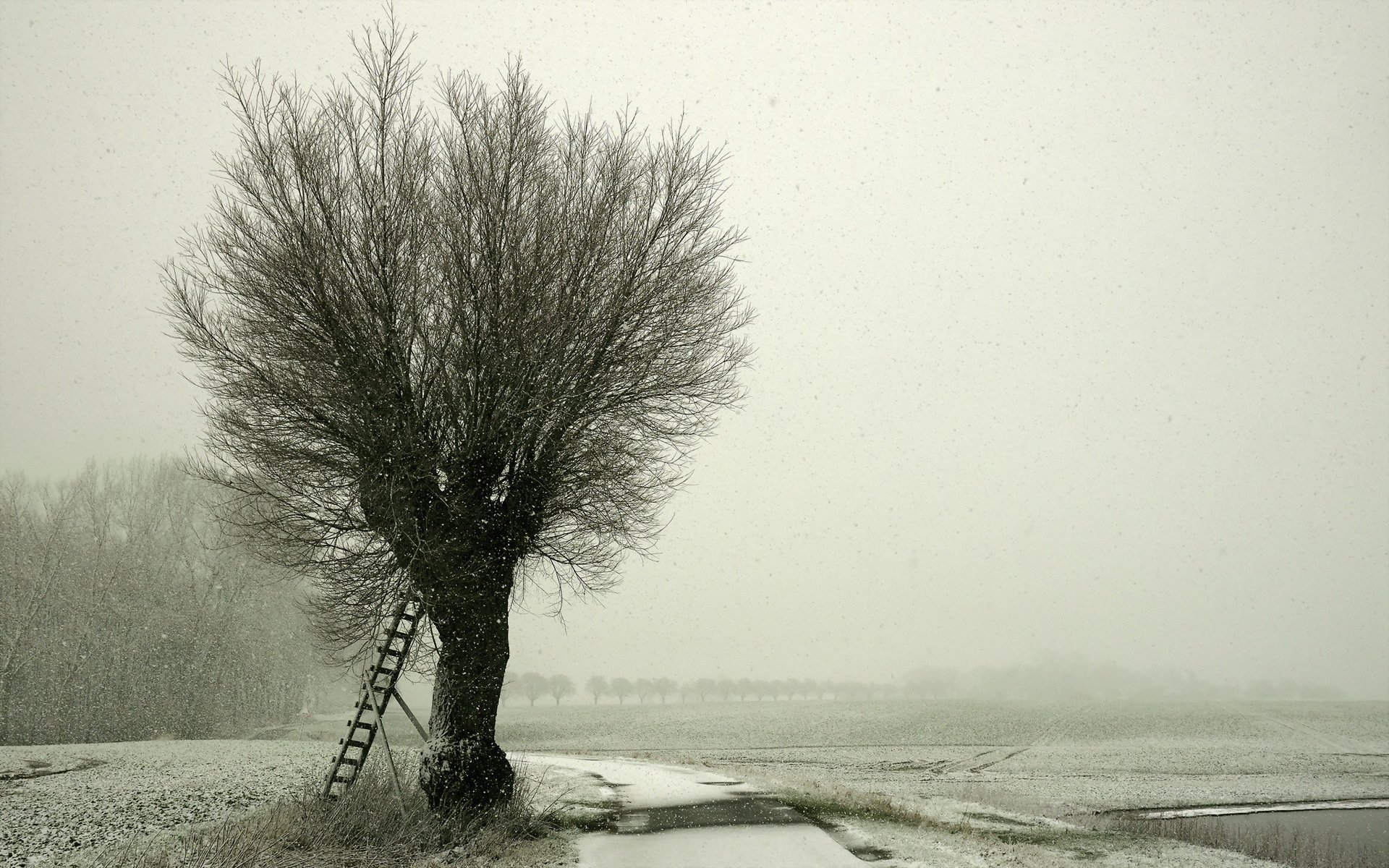 inverno neve strada albero paesaggio