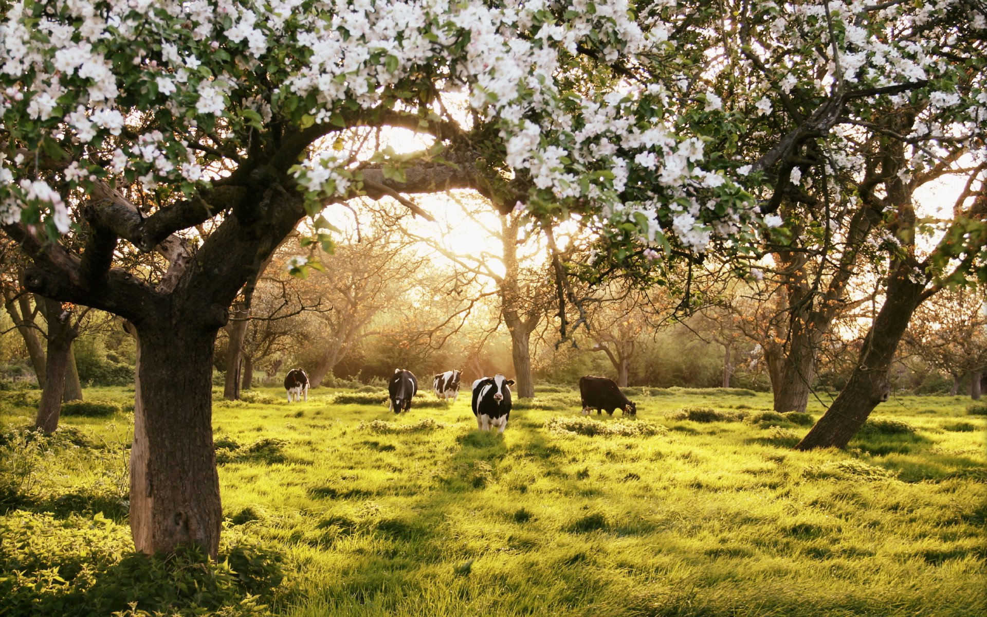 garten kühe sommer landschaft