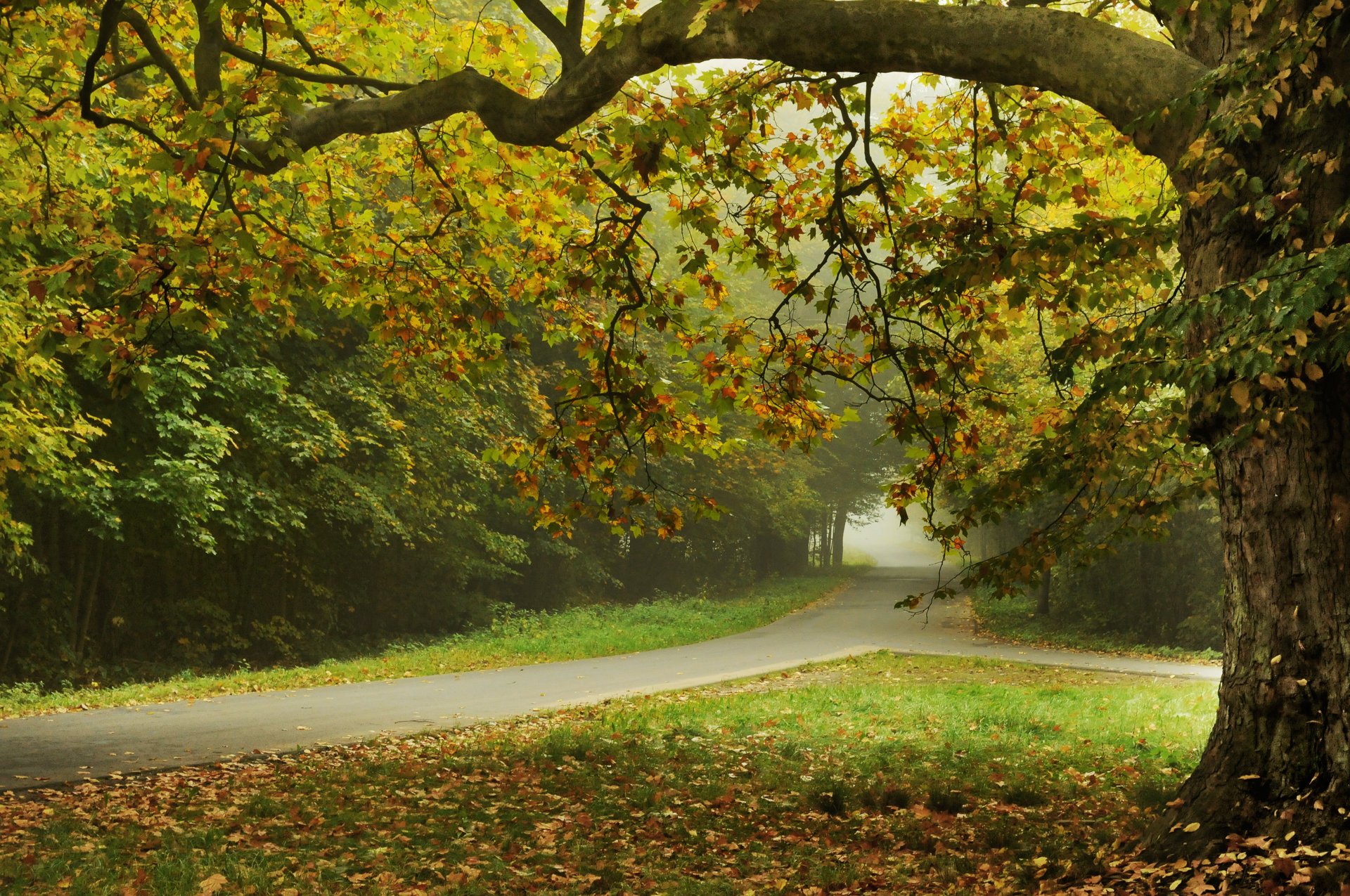 alberi autunnali parco autunnale strada strada alberi foglie bellissimo paesaggio natura