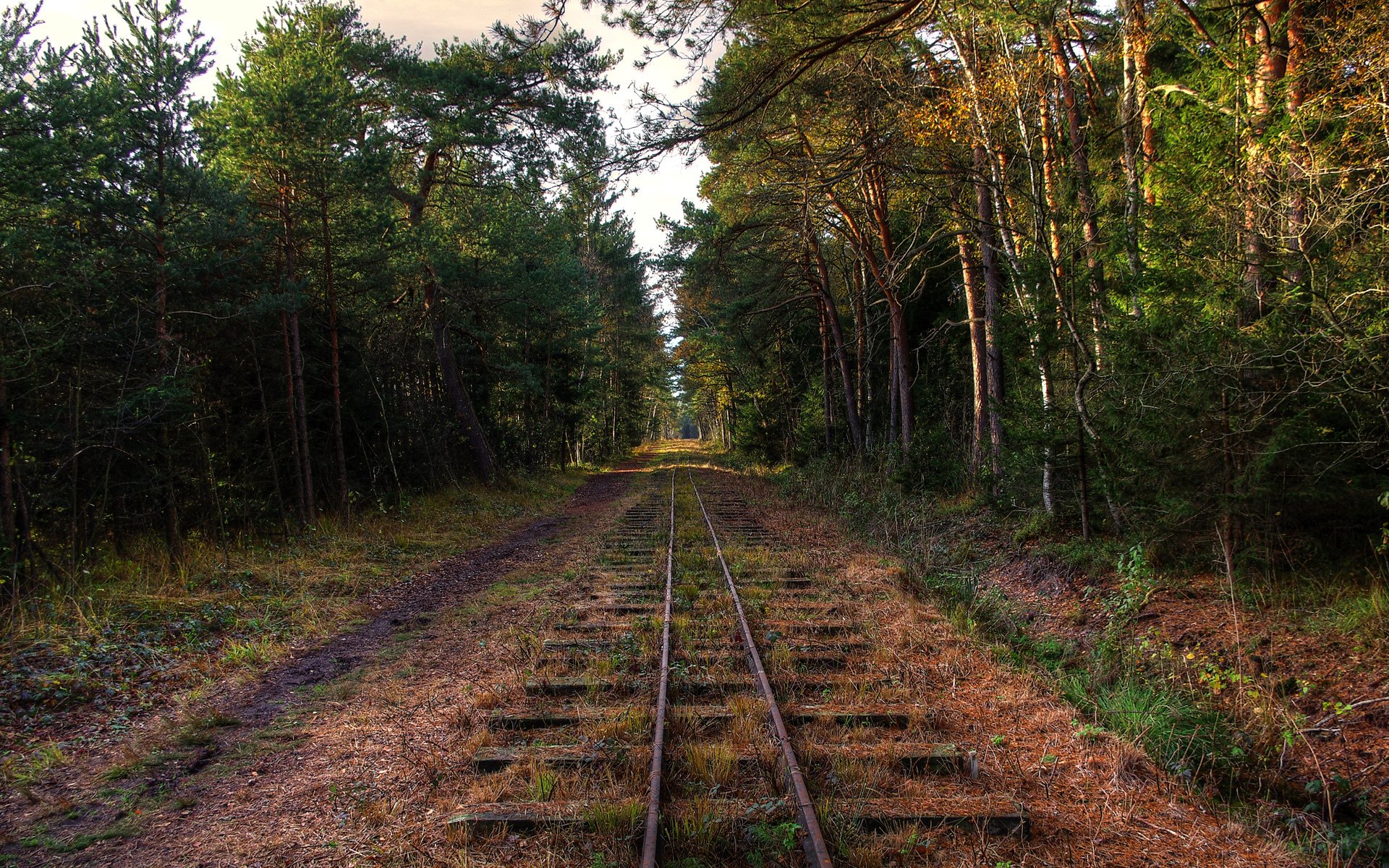 ferrovia foresta alberi abbandono