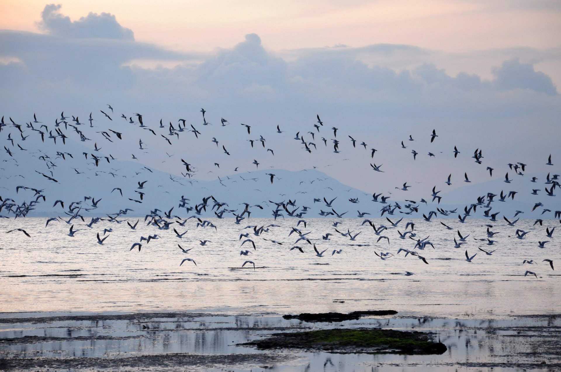 bahía niebla amanecer aves