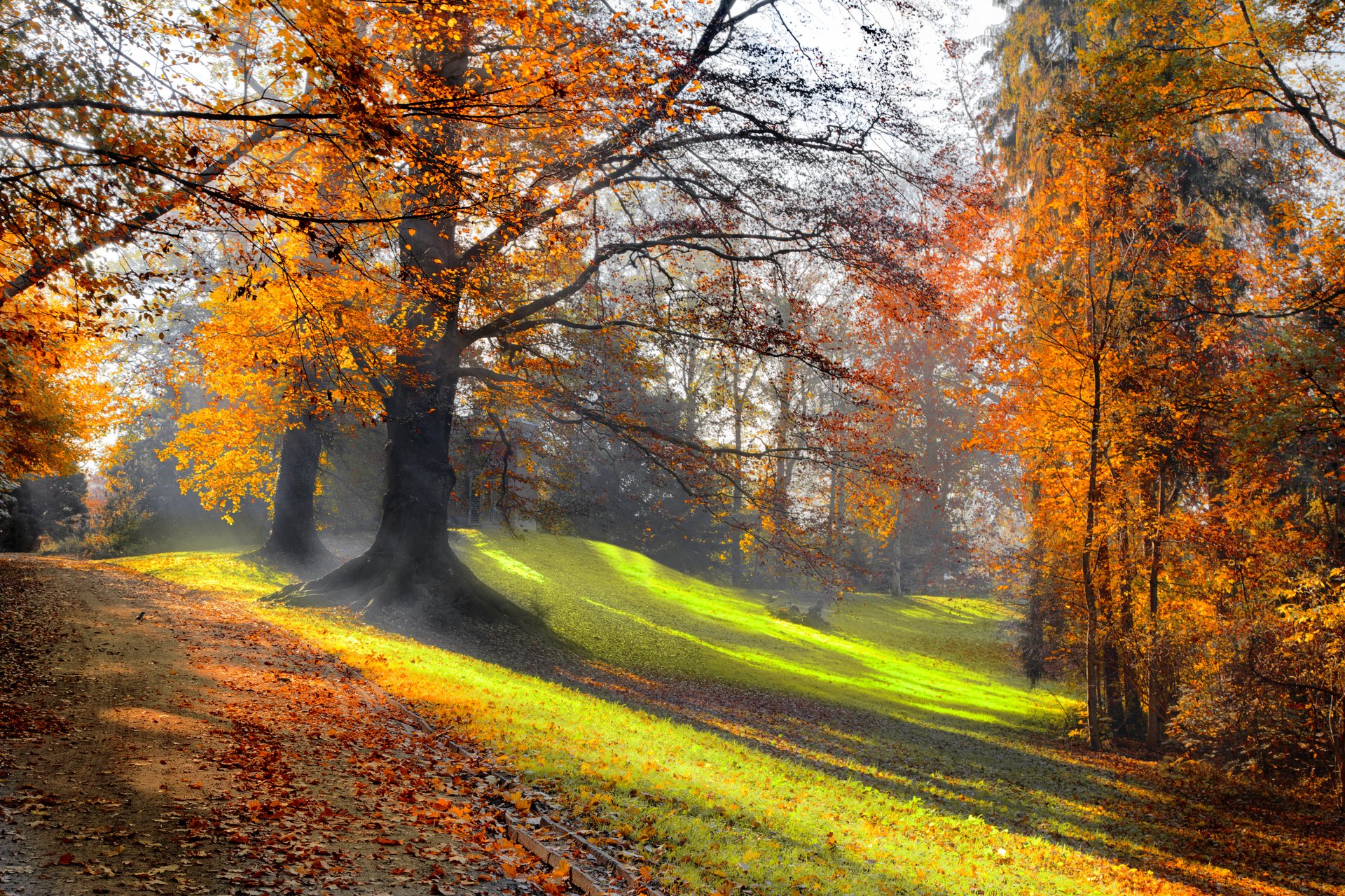 jesienny park promienie słońca droga las trawa drzewa natura krajobraz piękna scena słońce