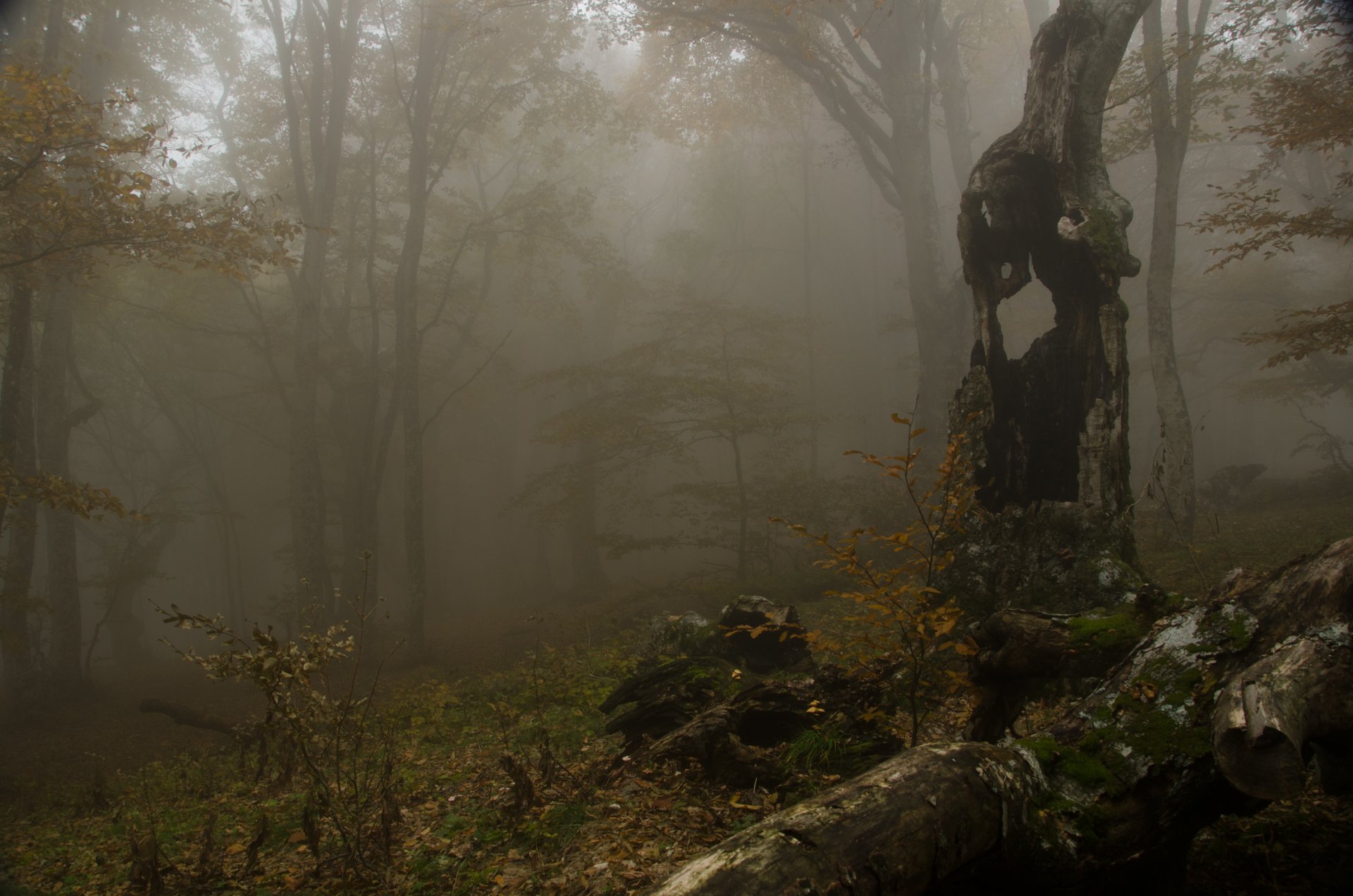 brouillard forêt arbres automne