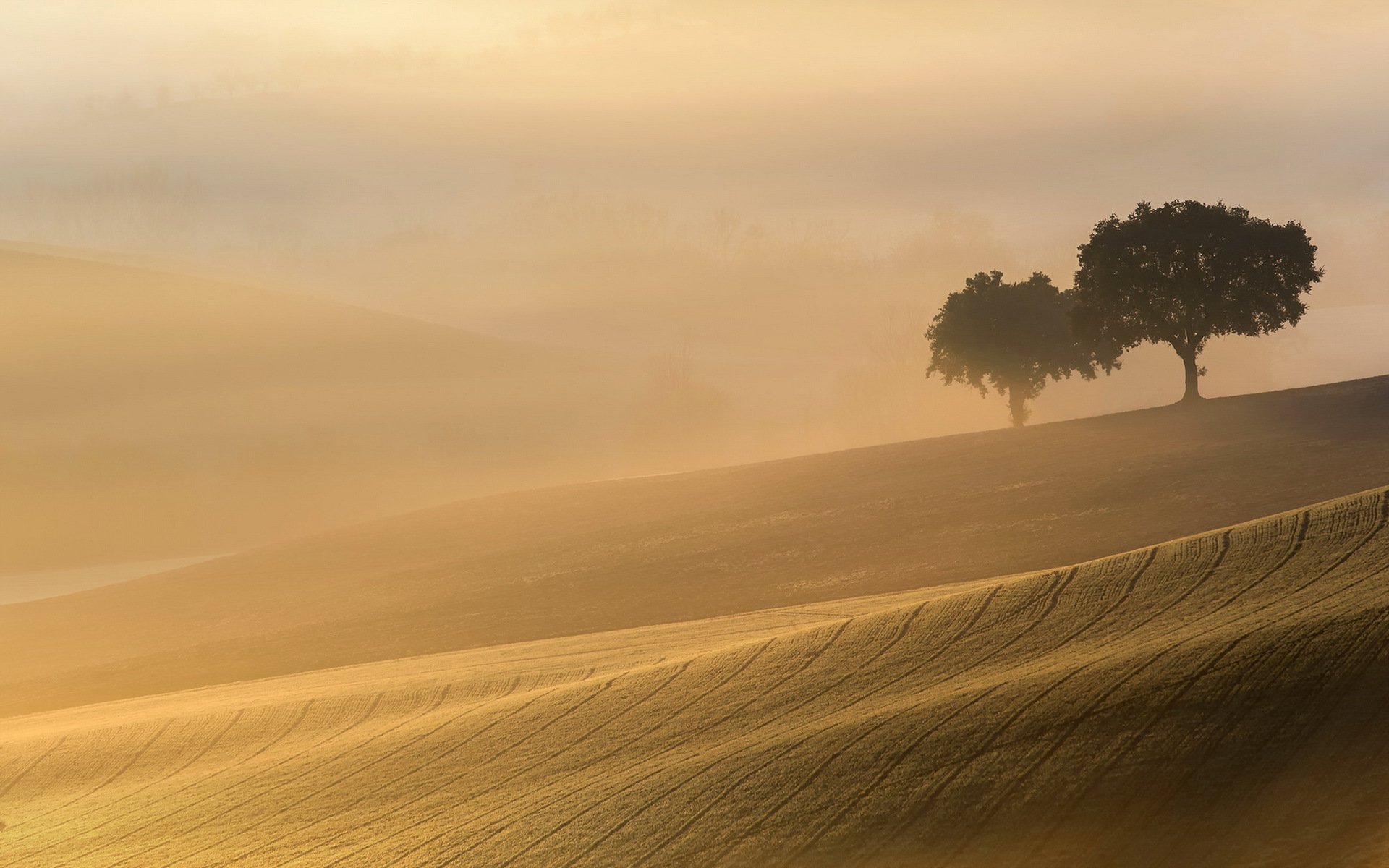 mañana campo niebla árboles luz paisaje