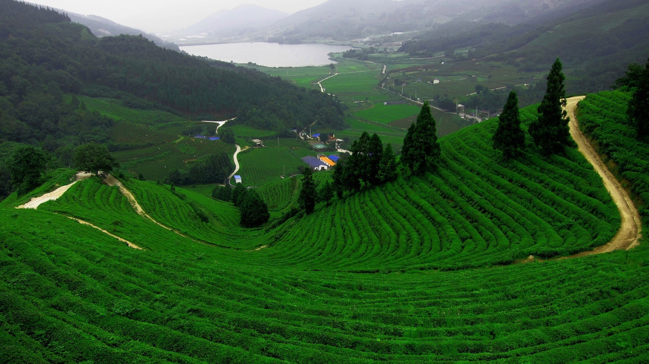 campo plantación té montañas lago camino