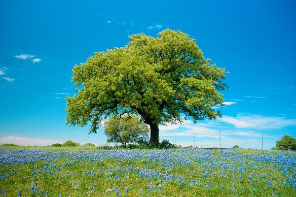 Baum auf einem Feld mit blauen Blumen