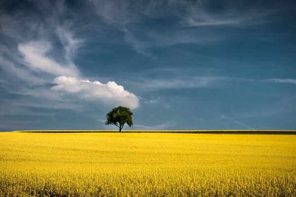 Ein einsamer Baum auf einem goldenen Feld