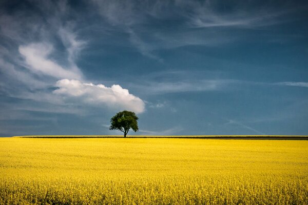 A lonely tree on a golden field