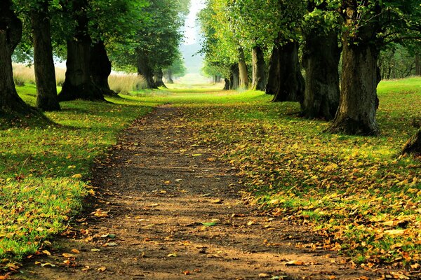 Sendero forestal, paisaje de otoño