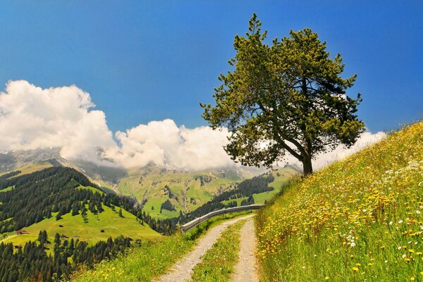 Albero e strada che porta alle montagne