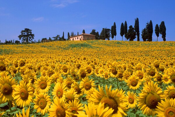 A bright, sunny field of sunflowers. In the distance there is a house on a hill near high trees