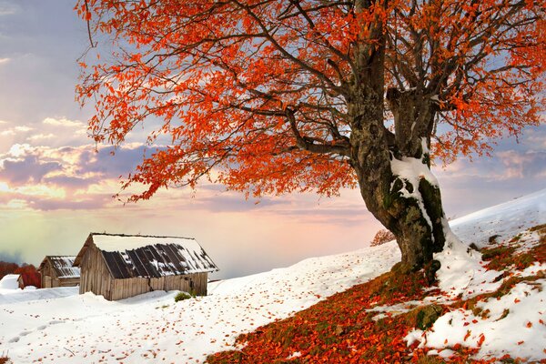 Paesaggio invernale casa sotto l albero