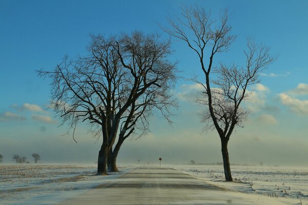 Gli alberi invernali vivono senza foglie