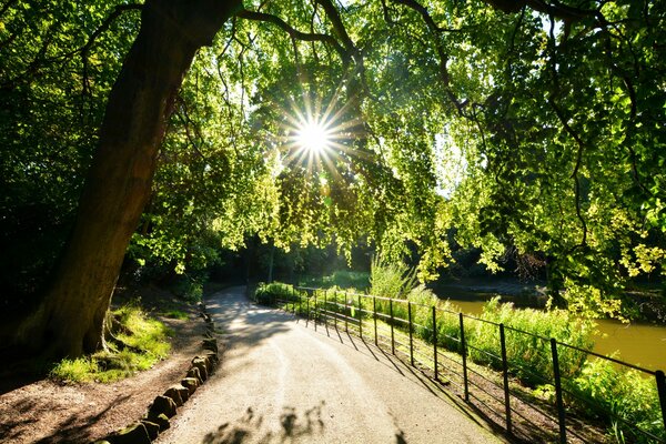 The road along the lake shore with summer sun rays through the foliage of trees