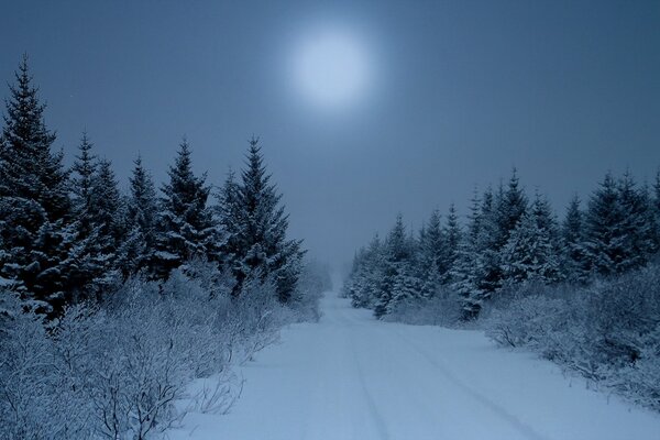 Paisaje nocturno del bosque de invierno