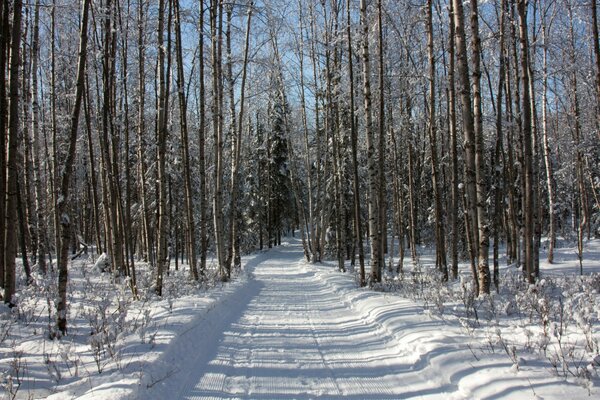 Camino en el bosque de nieve de invierno