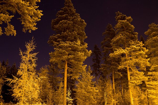 Foresta di abete rosso invernale notturno contro il cielo stellato