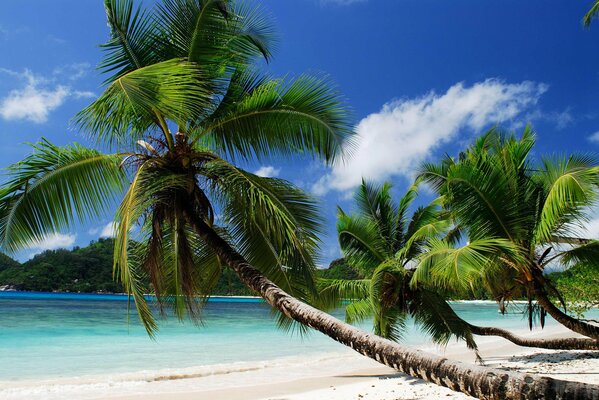 Three palm trees on the azure beach