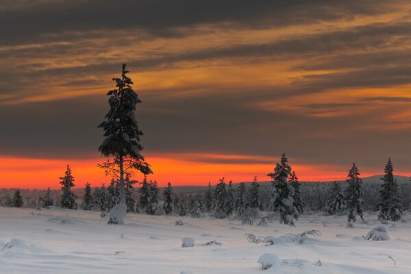 Trees in the snow at sunset