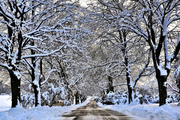 The road through the snow-covered trees