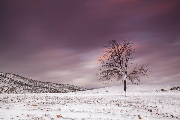 Winter landscape, tree and pink sky