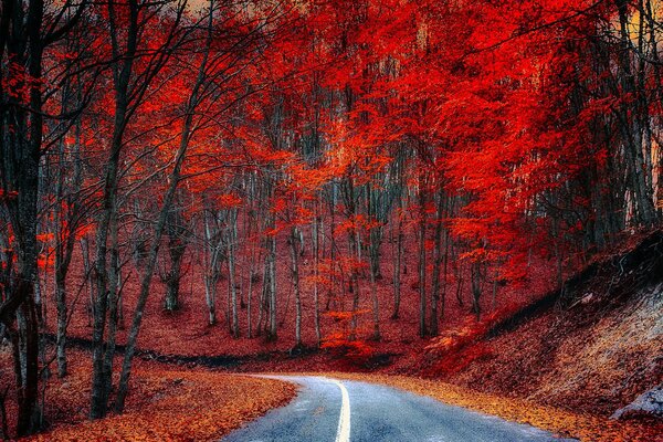 Strada attraverso la foresta cremisi autunnale