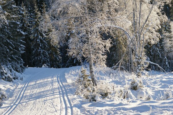 Arbres de route d hiver dans le givre et la neige