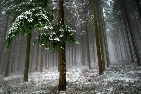 Winter landscape with trees in the snow