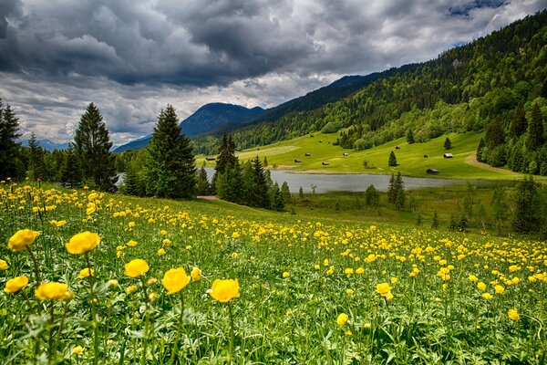 Fleurs jaunes sur fond de montagnes