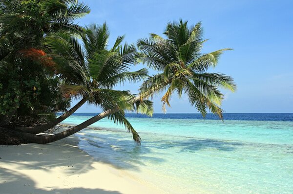 Palm trees on the white sand beach