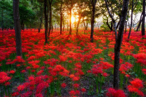 Sunset on the background of a blooming forest