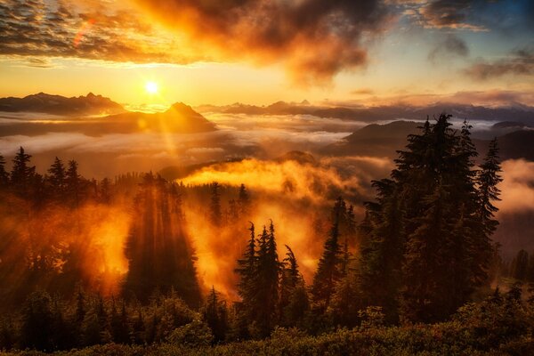 Raggi di sole sopra le montagne e la foresta di abeti rossi al tramonto