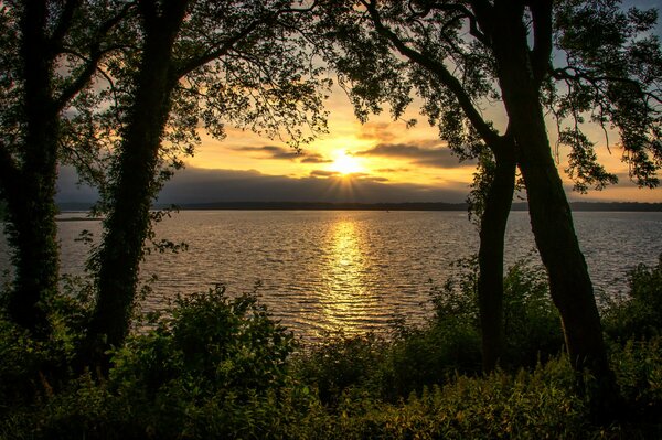 Sunset and the horizon between the trees