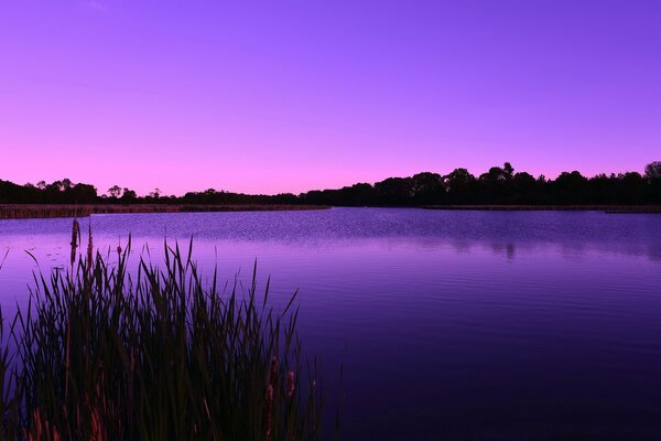 Amanecer lila en el lago en el bosque