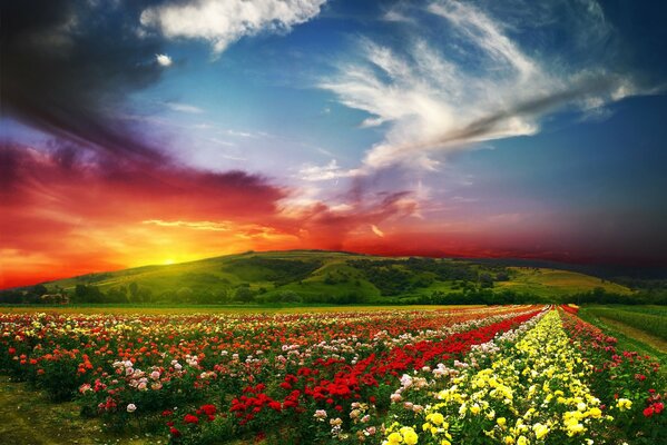 Filas de flores se extienden en la distancia contra el fondo de una puesta de sol roja